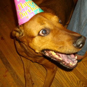This is Brutus, my buddy.  He got dressed up for my 30th birthday :)